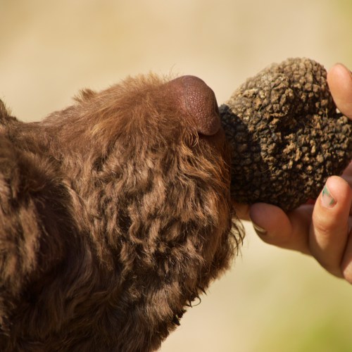 A purebred Lagotto Romagnolo dog nosing a truffle. In Croatia, many different types of dogs are used for truffle hunts. They need only have a good nose and a taste for the hunt. Credit: iStock/Filippo Arteconi